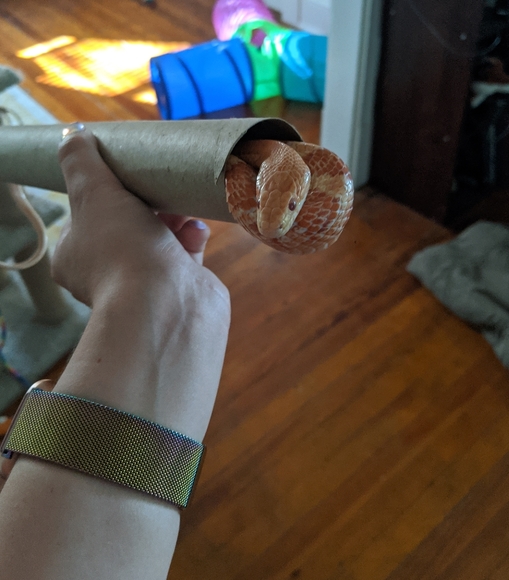 Meet your Posher, Cara - Picture 3 of 6